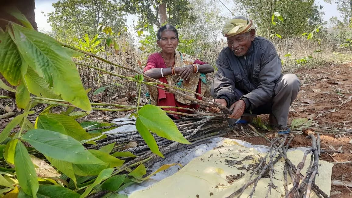 NABARD Tribal Lac Cultivation Project - TDF Semialata
