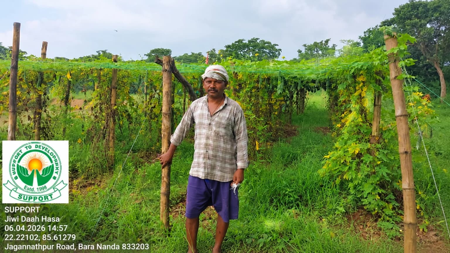 Farmer standing beside a trellised vegetable crop