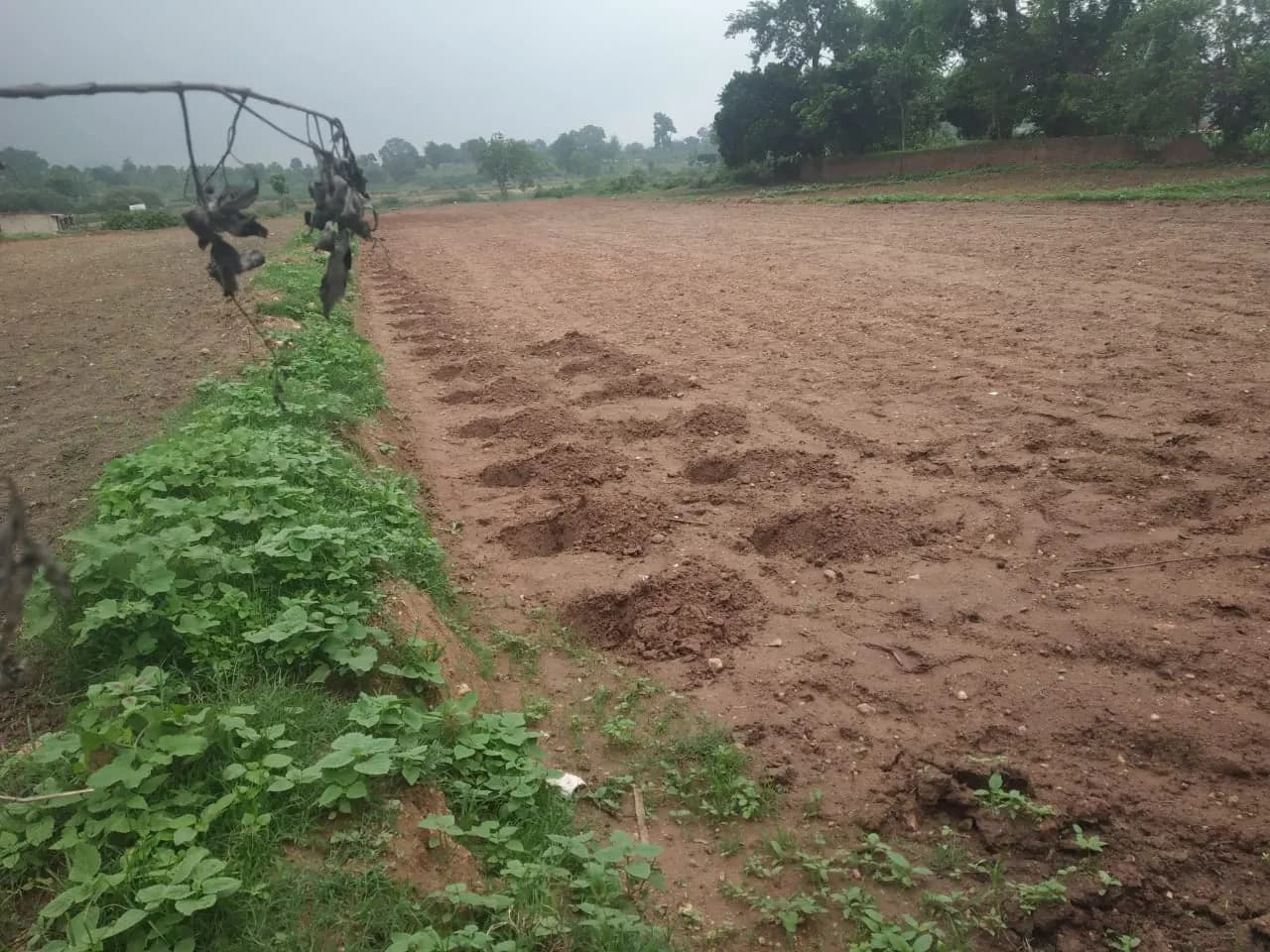 NABARD Tribal Lac Cultivation Project - TDF Semialata