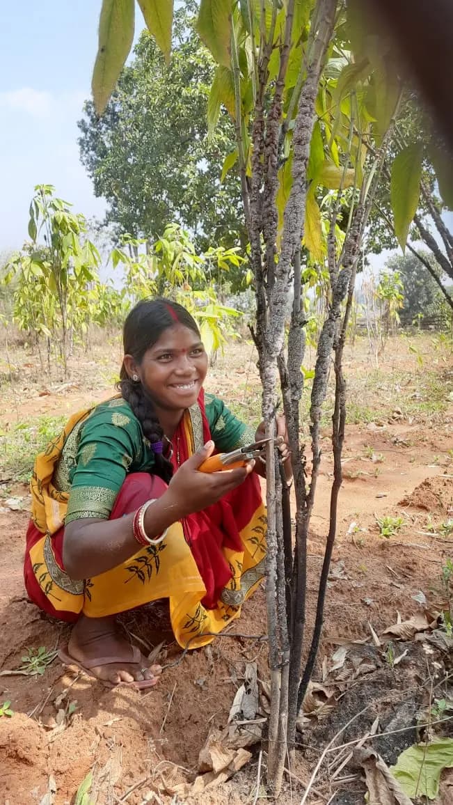 NABARD Tribal Lac Cultivation Project - TDF Semialata
