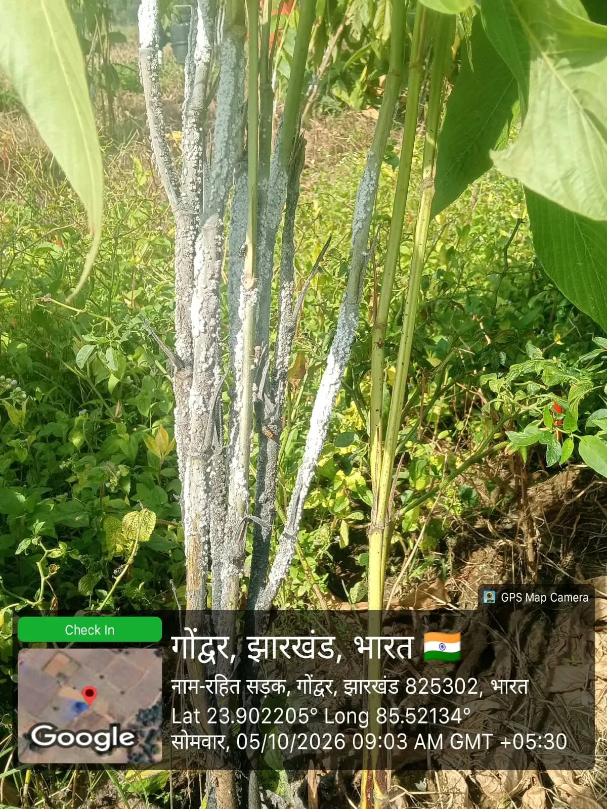 NABARD Tribal Lac Cultivation Project - TDF Semialata