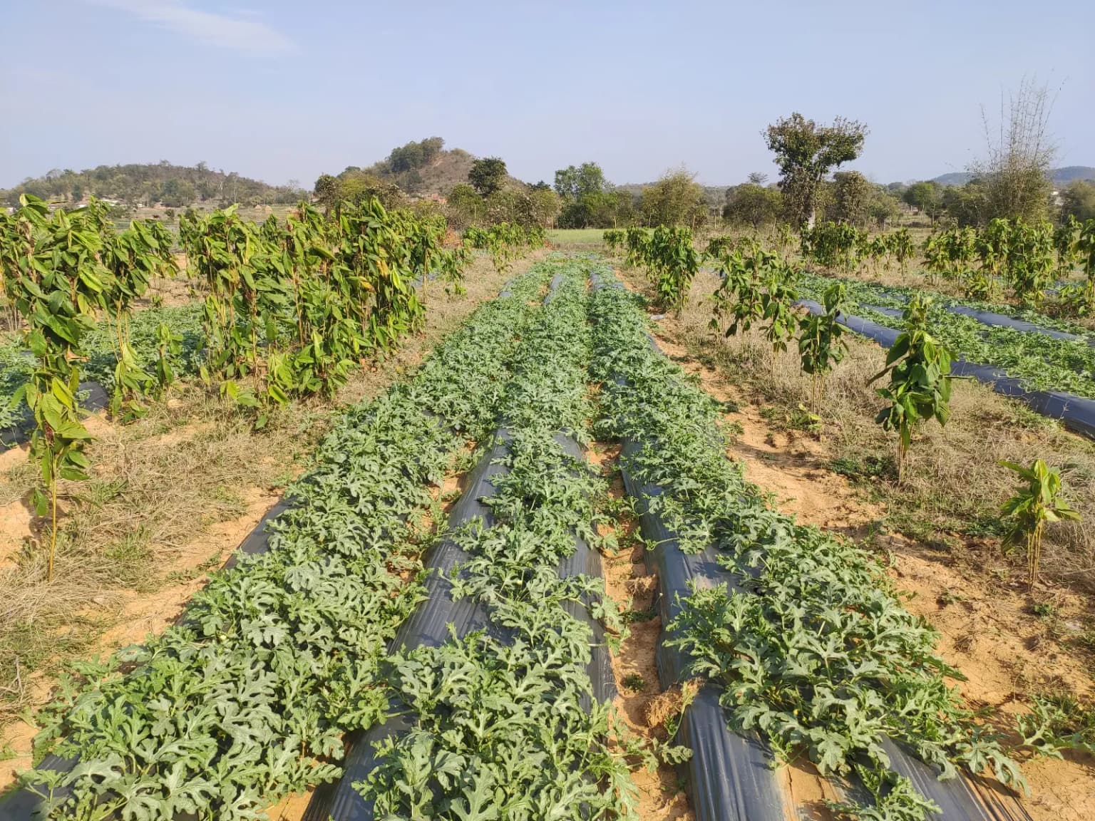 NABARD Tribal Lac Cultivation Project - TDF Semialata